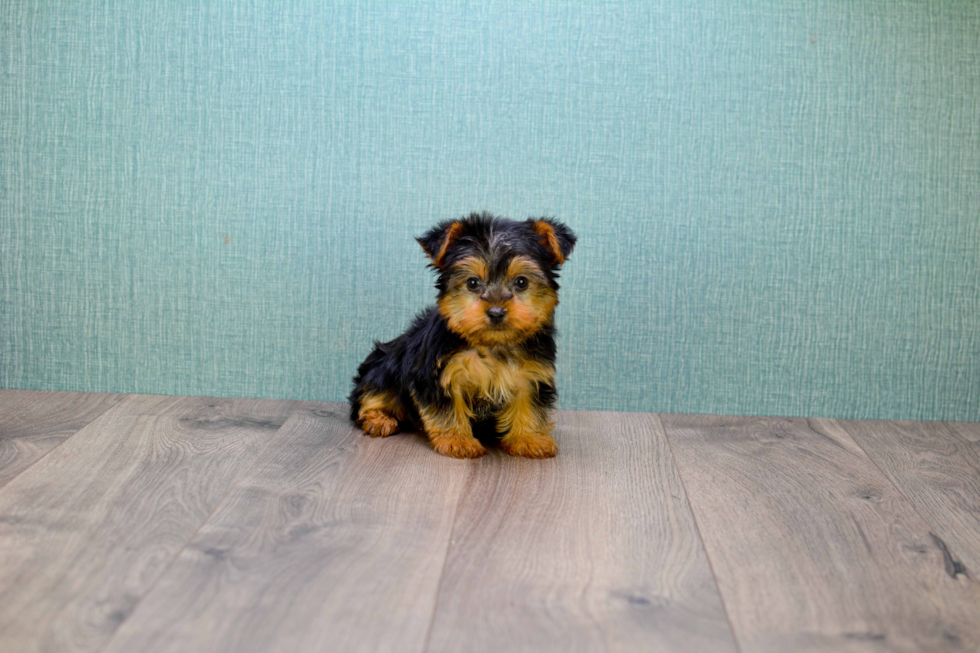 Meet Timmy - our Yorkshire Terrier Puppy Photo 