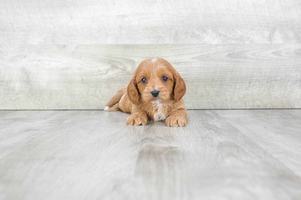 Best Cavapoo Baby