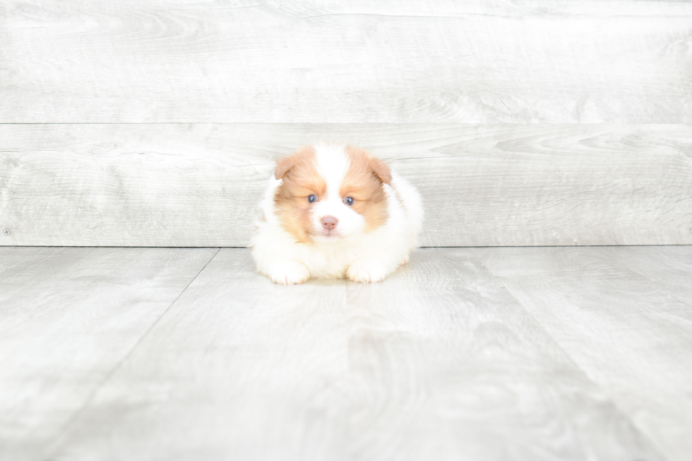 Pomeranian Puppy for Adoption