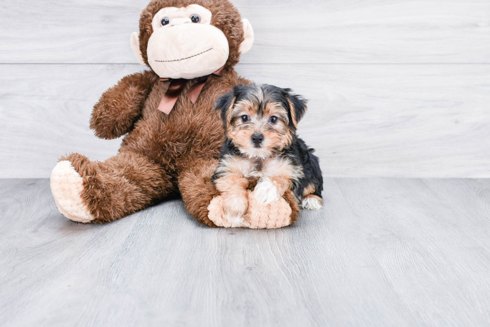 Meet Izzie - our Yorkshire Terrier Puppy Photo 