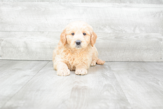 Best Mini Goldendoodle Baby