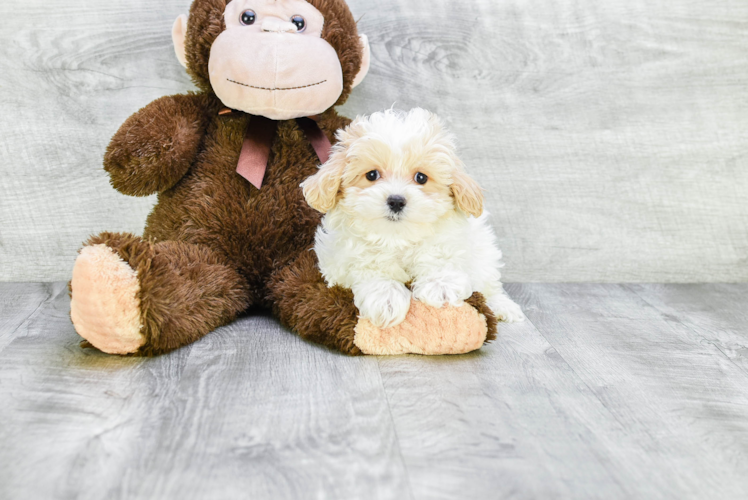 Smart Maltipoo Poodle Mix Pup