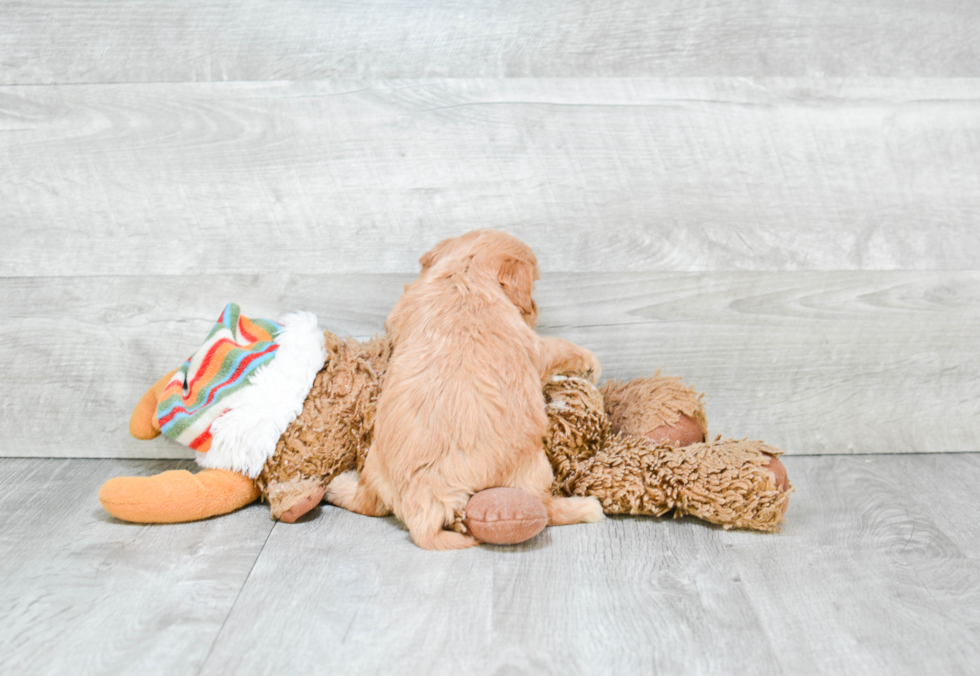 Happy Cavapoo Baby