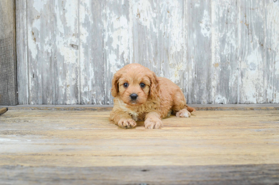 Small Cavapoo Baby