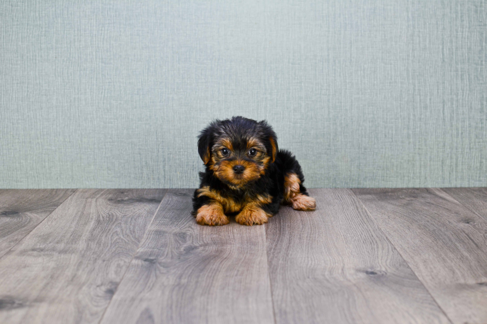 Meet Izzie - our Yorkshire Terrier Puppy Photo 