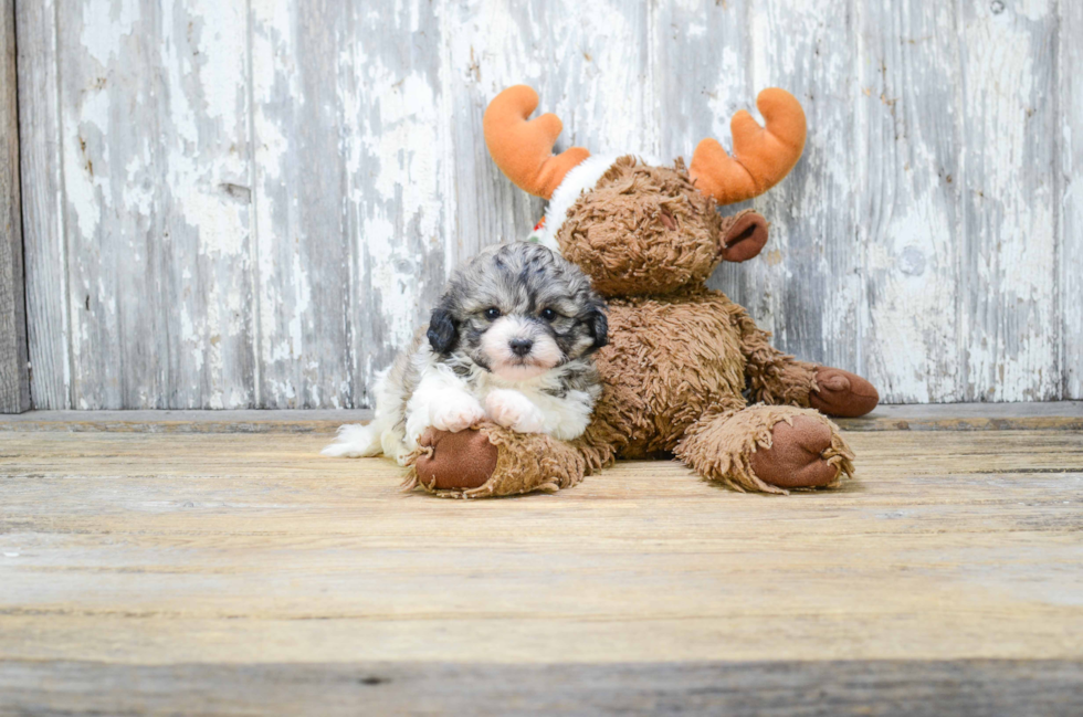 Popular Teddy Bear Designer Pup