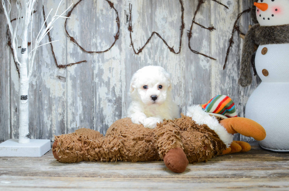 Hypoallergenic Bichon Frise Baby