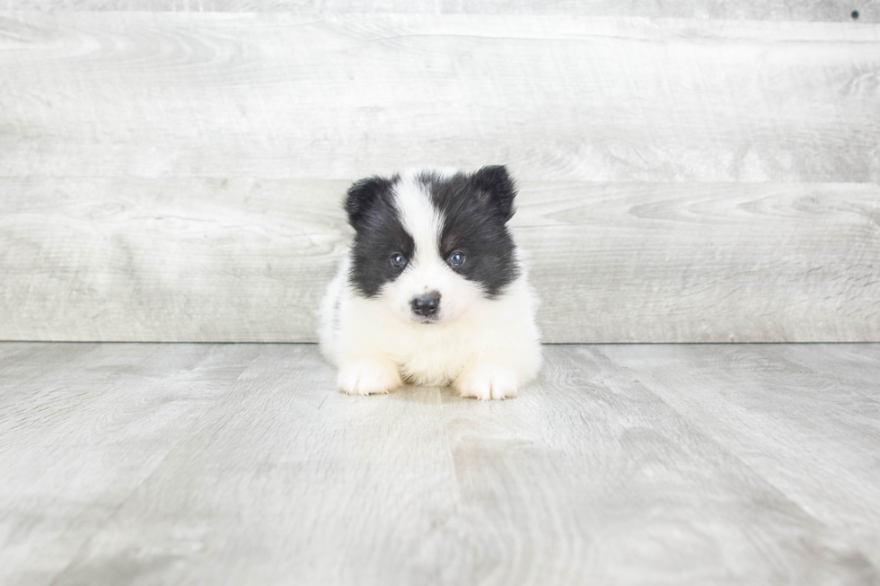 Small Pomsky Baby