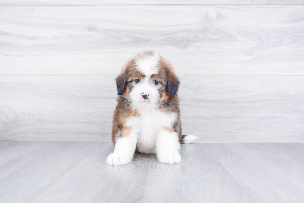 Mini Bernedoodle Pup Being Cute