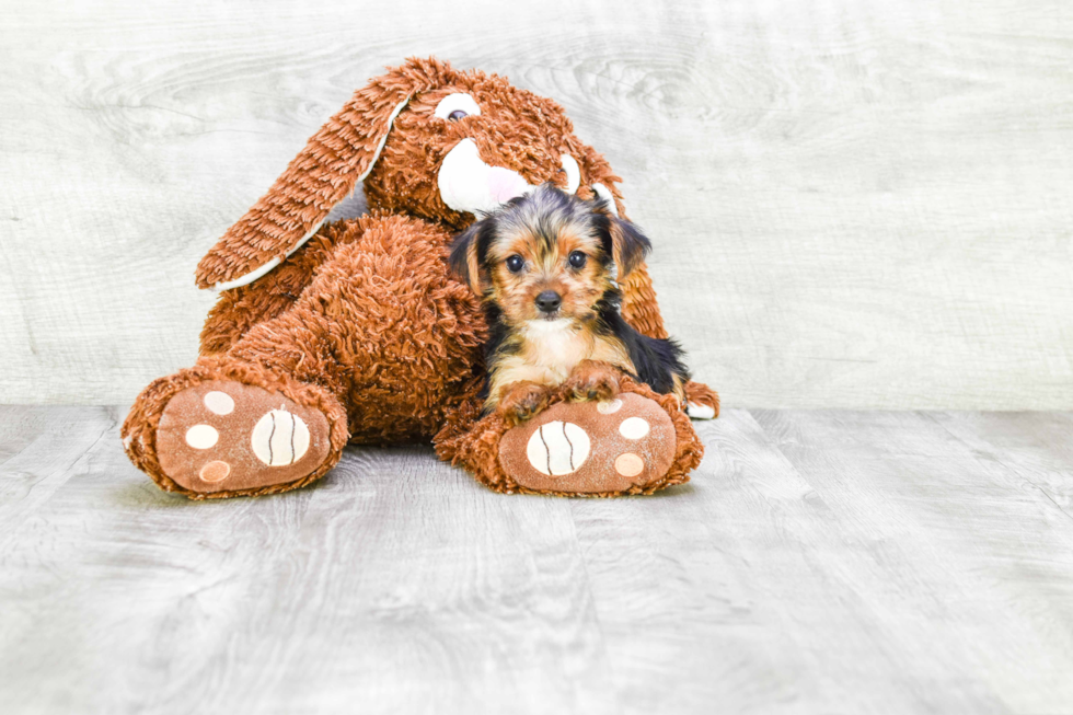 Meet Beyonce - our Yorkshire Terrier Puppy Photo 