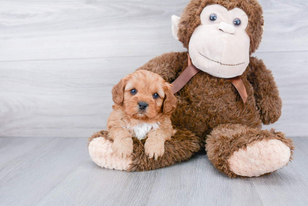 Cavapoo Puppy for Adoption