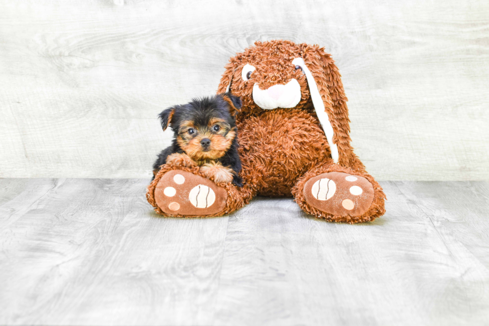 Meet Joey - our Yorkshire Terrier Puppy Photo 