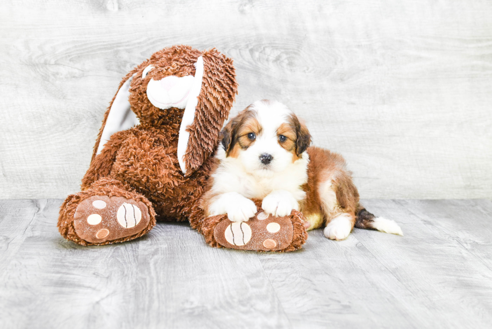 Mini Bernedoodle Pup Being Cute