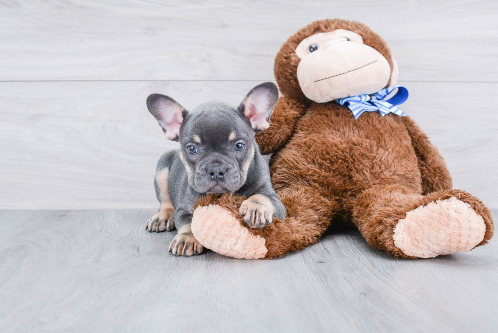 French Bulldog Pup Being Cute