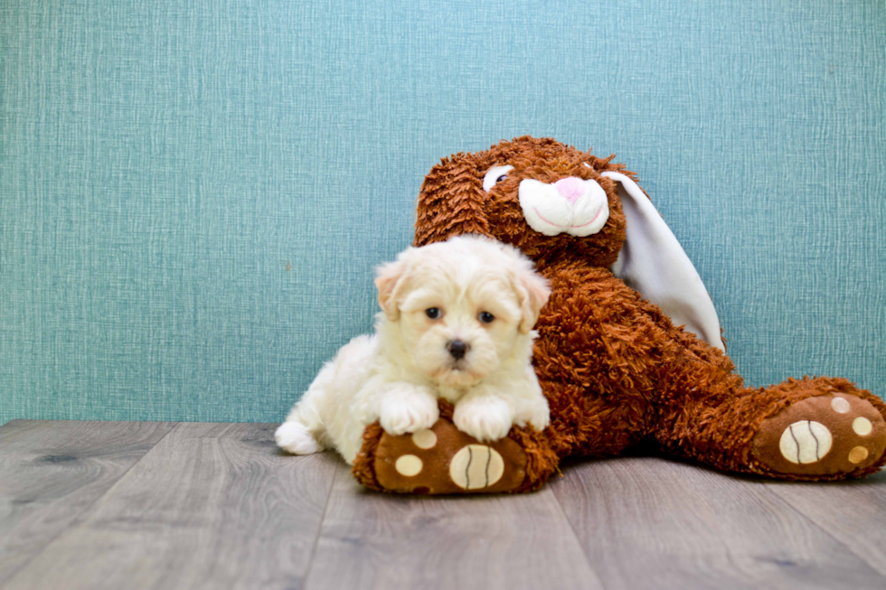 Teddy Bear Pup Being Cute