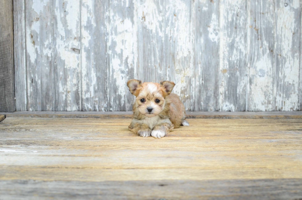 Morkie Puppy for Adoption