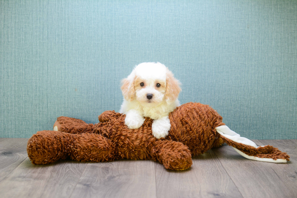 Cavapoo Puppy for Adoption