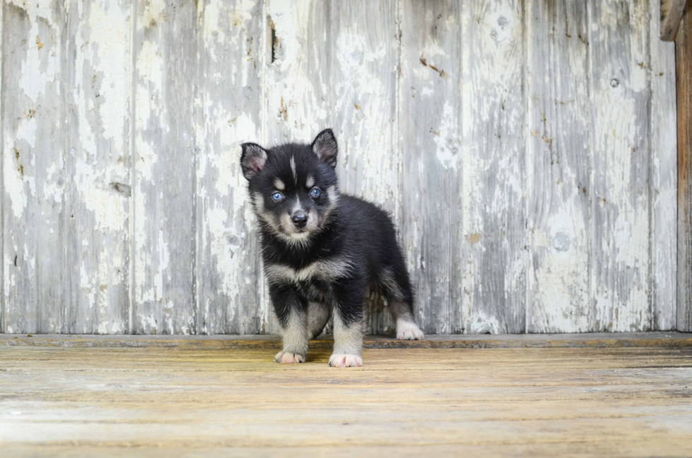 Pomsky Puppy for Adoption