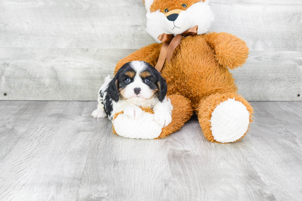 Cavalier King Charles Spaniel Puppy for Adoption