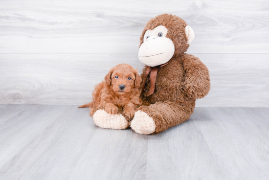 Happy Mini Goldendoodle Baby