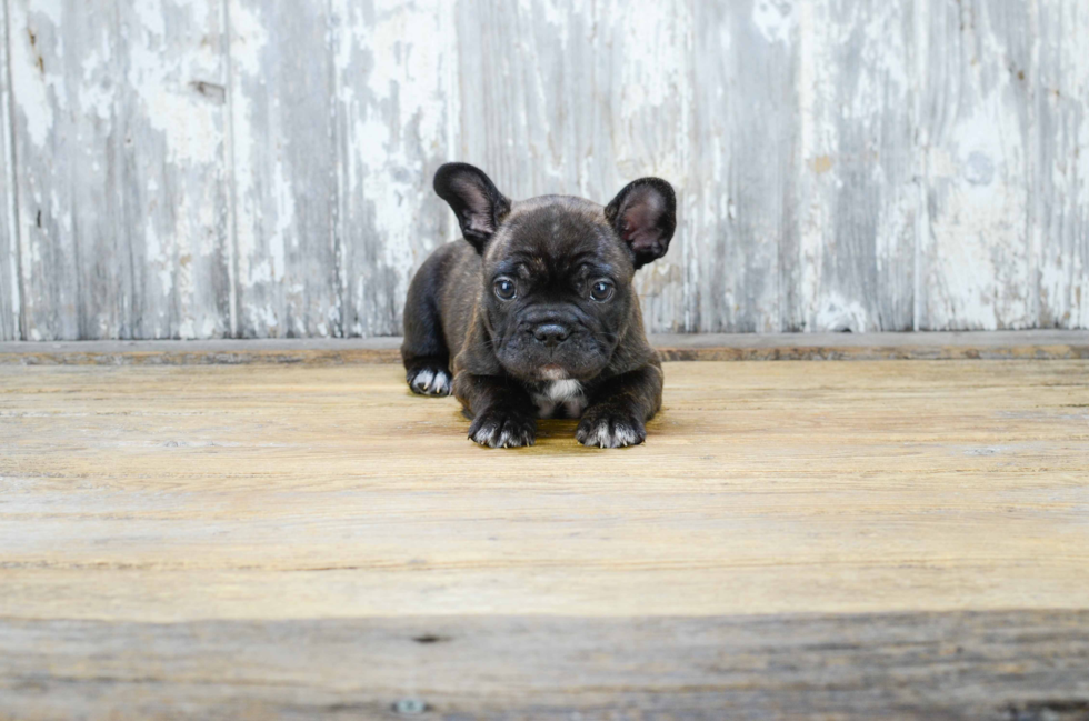 Happy Frenchie Purebred Puppy