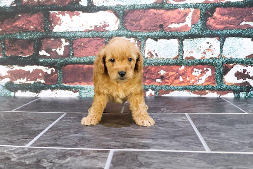 Best Mini Goldendoodle Baby