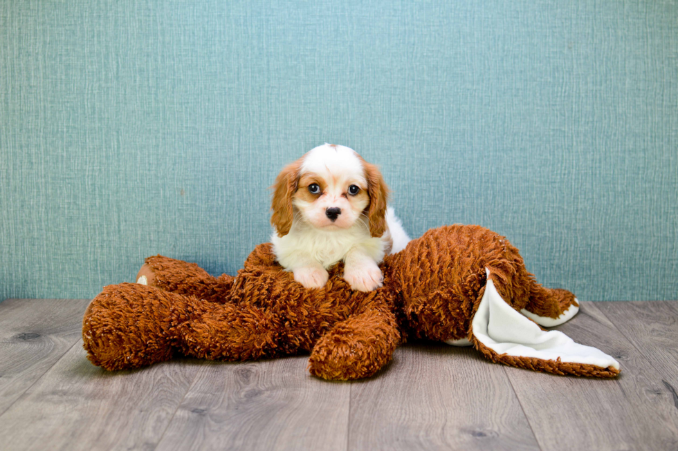 Cavalier King Charles Spaniel Puppy for Adoption