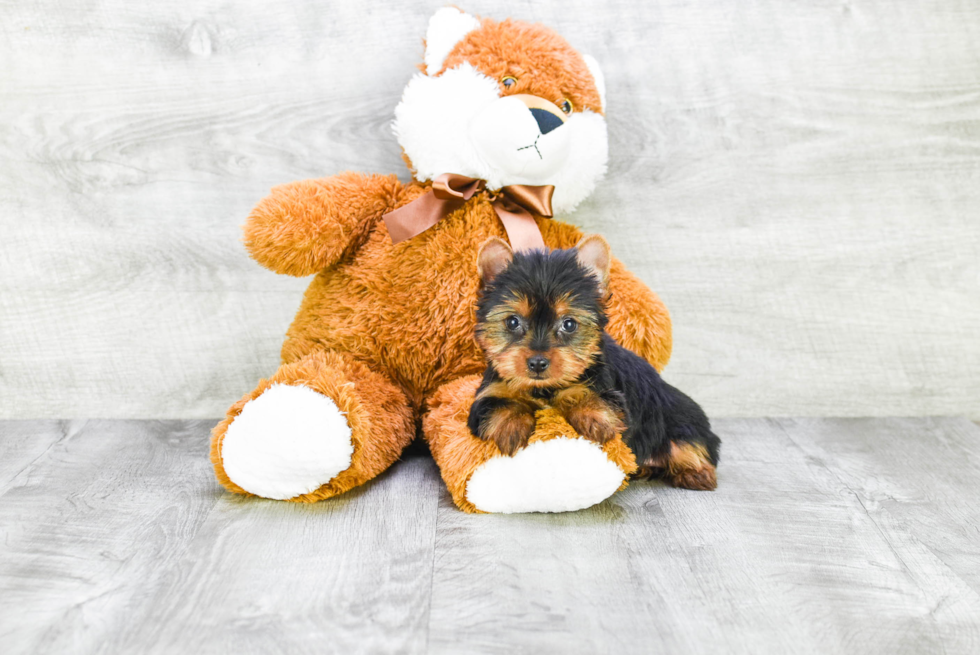 Meet Tinkerbell - our Yorkshire Terrier Puppy Photo 