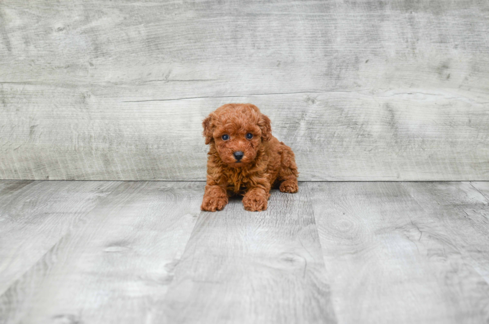 Friendly Poodle Baby