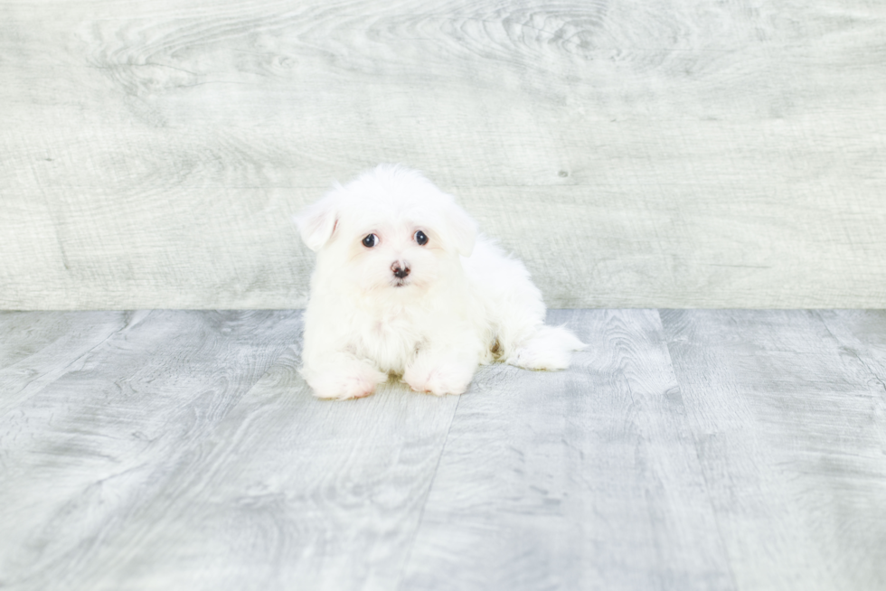 Maltese Pup Being Cute