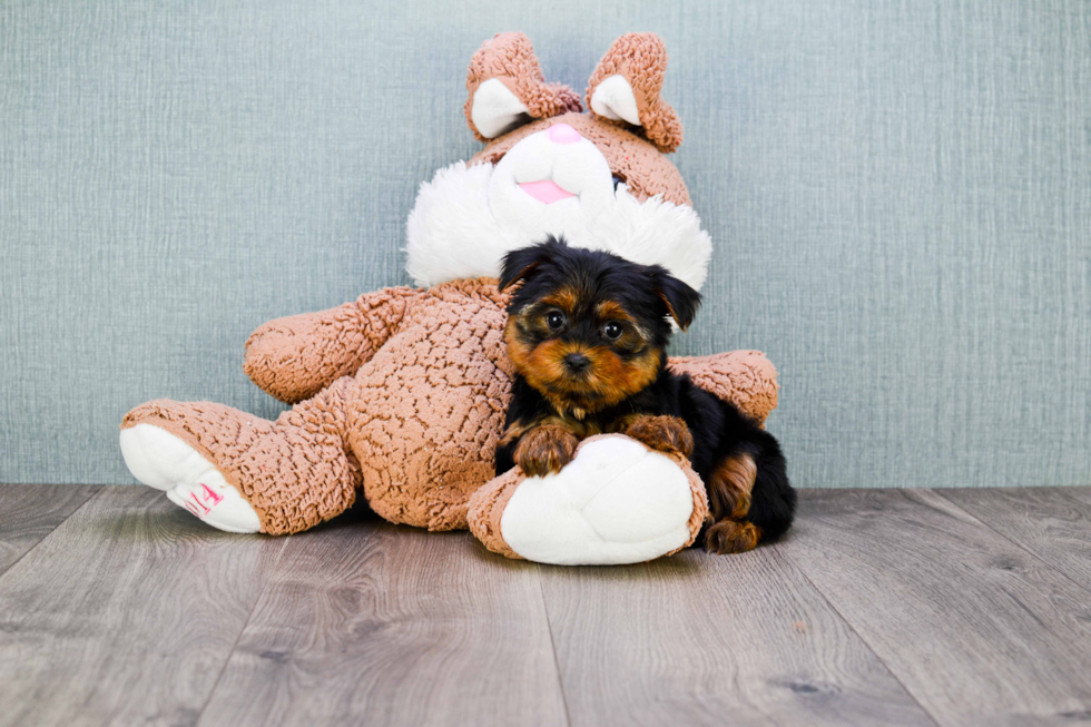 Meet Twinkle - our Yorkshire Terrier Puppy Photo 