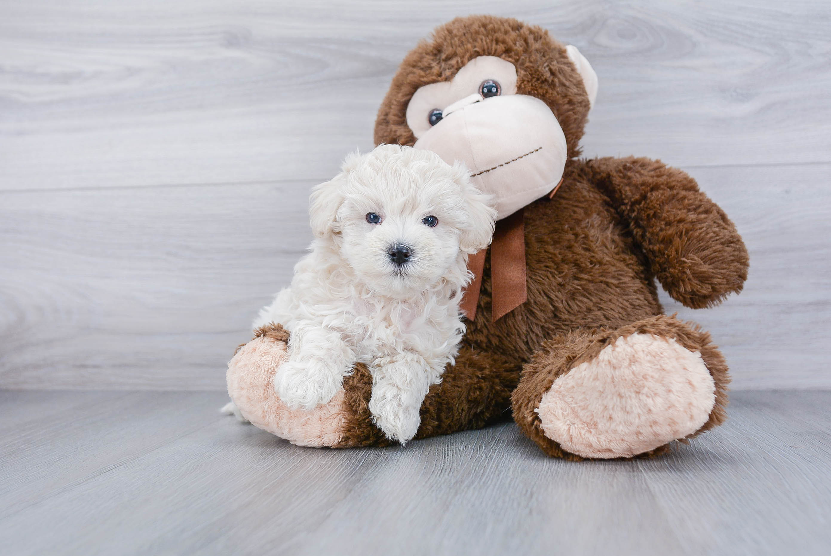 Maltipoo Puppy for Adoption