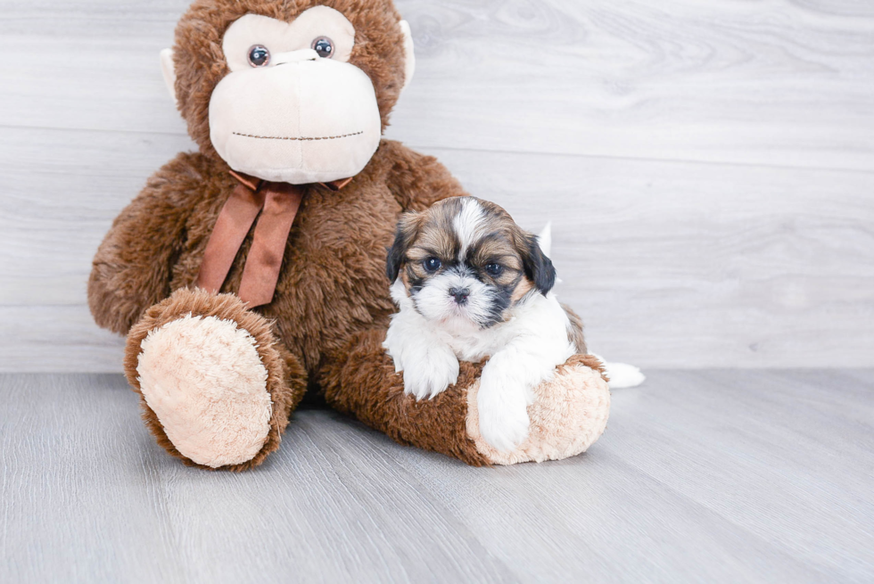 Playful Shichon Designer Puppy