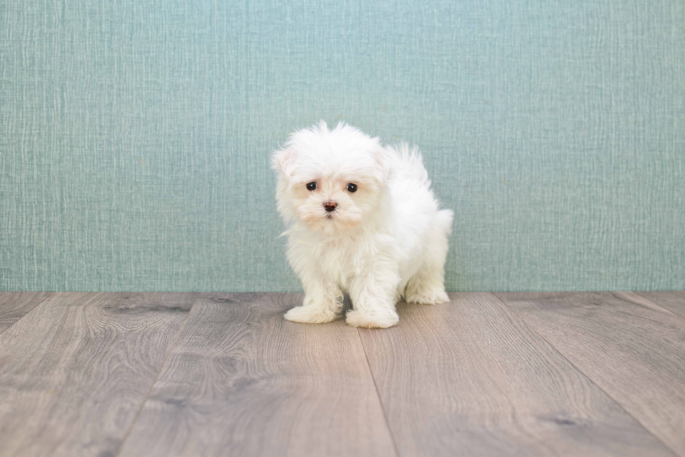 Little Maltese Purebred Pup