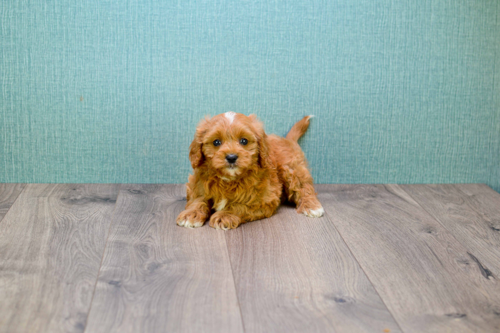 Small Cavapoo Baby