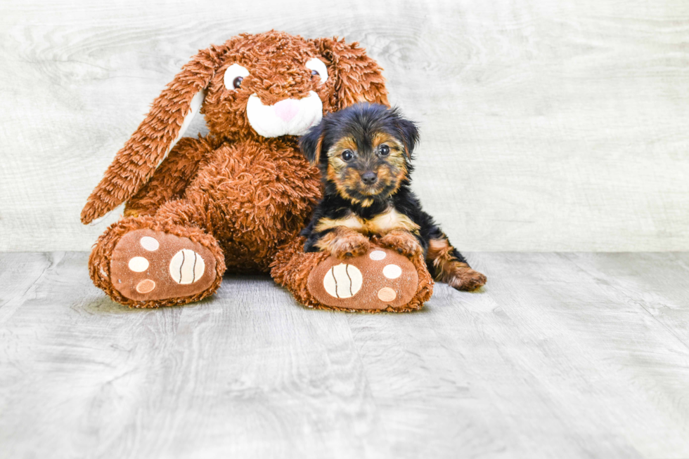 Meet Lisa - our Yorkshire Terrier Puppy Photo 