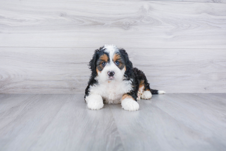 Popular Mini Bernedoodle Poodle Mix Pup