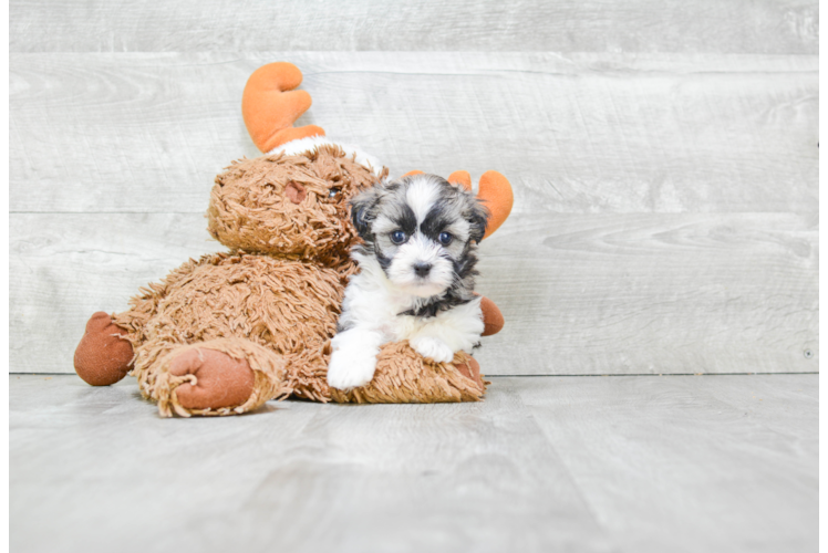 Hypoallergenic Havanese Baby