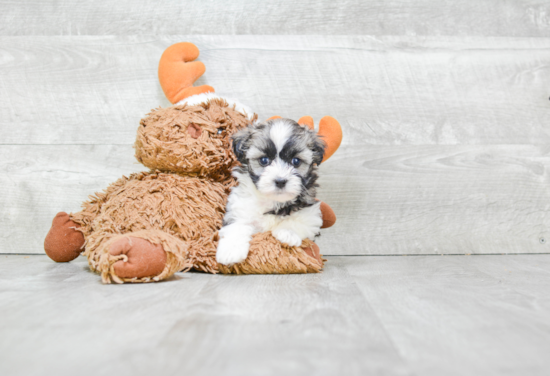 Hypoallergenic Havanese Baby