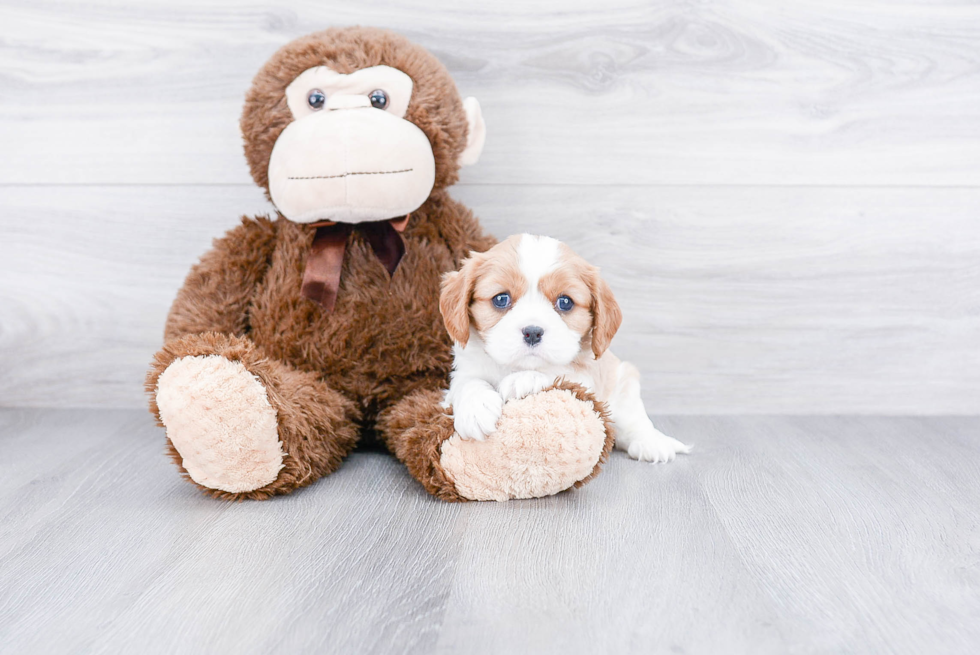 Cavalier King Charles Spaniel Puppy for Adoption