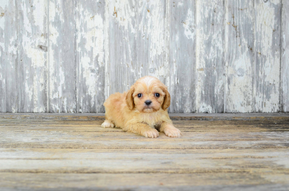 Playful Cavalier Designer Puppy