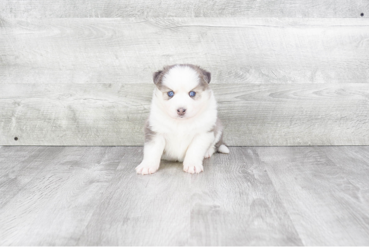 Little Mini Husky Designer Puppy