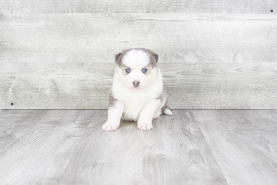 Little Mini Husky Designer Puppy