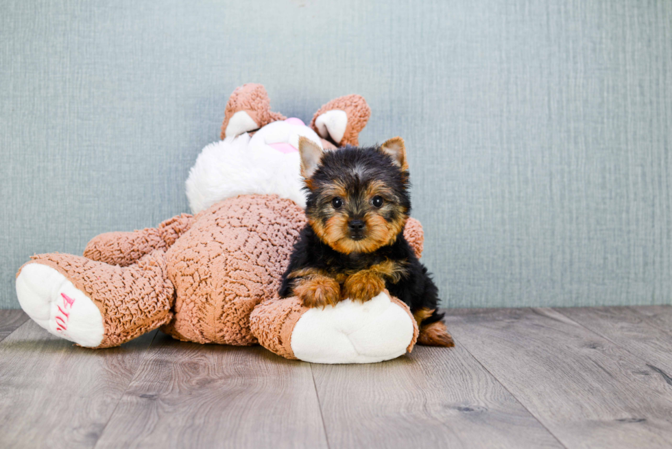 Meet Rascal - our Yorkshire Terrier Puppy Photo 