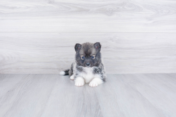 Pomsky Puppy for Adoption