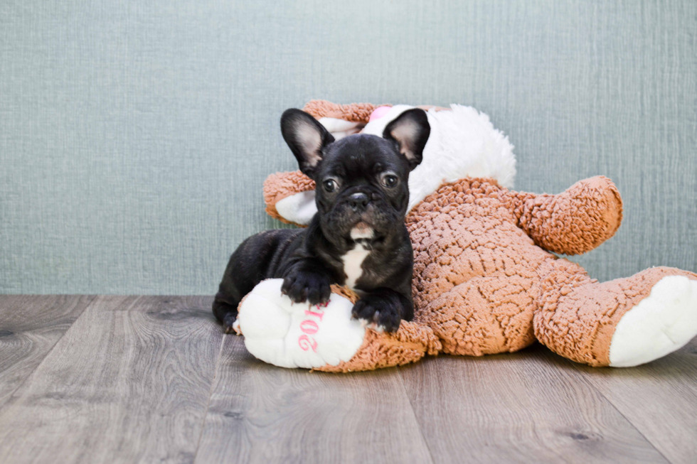 French Bulldog Puppy for Adoption