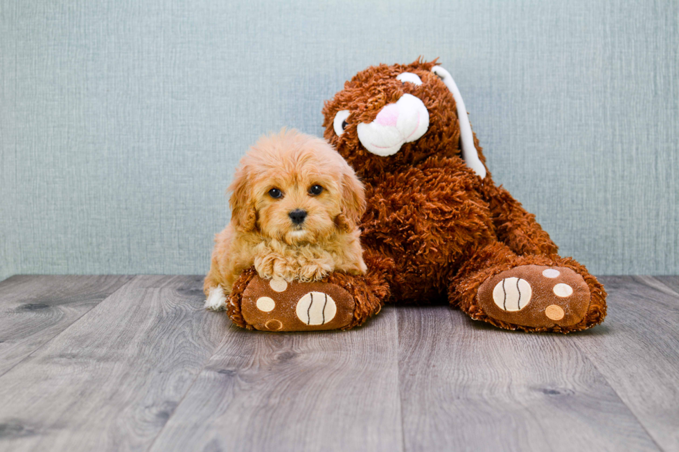 Best Cavapoo Baby