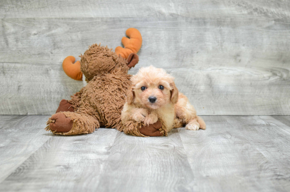 Popular Cavachon Designer Pup