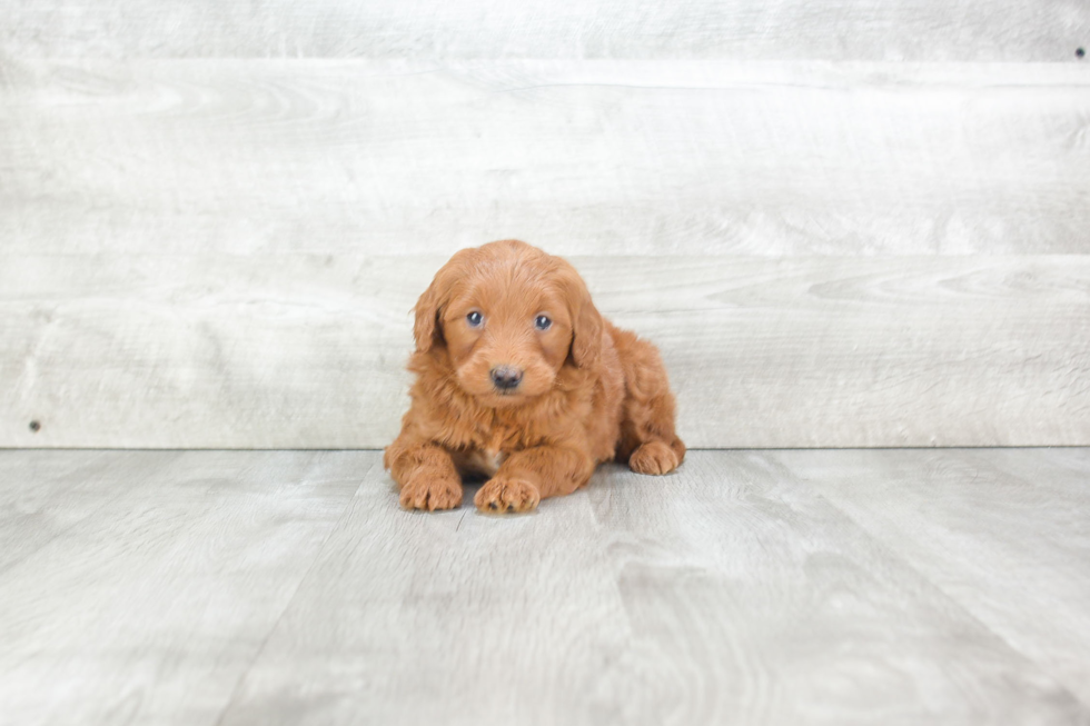 Mini Goldendoodle Pup Being Cute