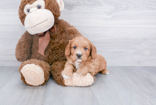 Cavapoo Puppy for Adoption